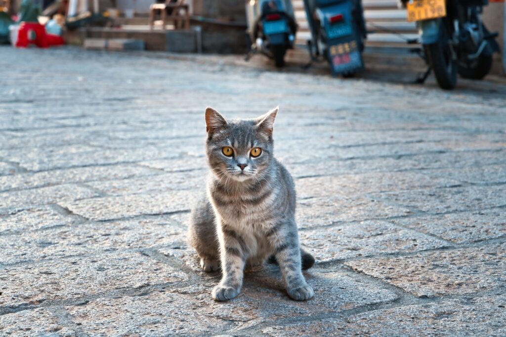 泉州洛陽古街の石畳に座る灰色の猫